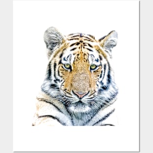 Tiger Portrait Posters and Art